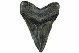 Fossil Megalodon Tooth - South Carolina #321835-1